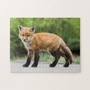 Puzzle Cutest Baby Animals Cutey Fox