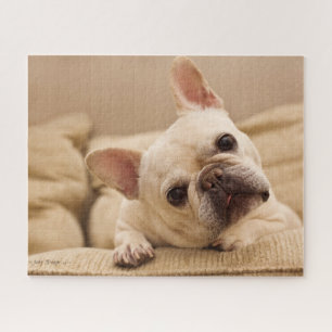 Puzzle Cutest Baby Animals French Bulldog Head Tilt