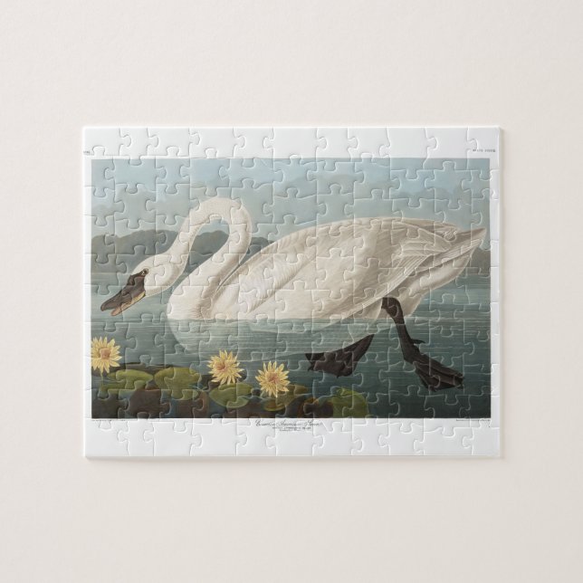 Puzzle cygne audubon cygnes d'eau blanche (Horizontal)