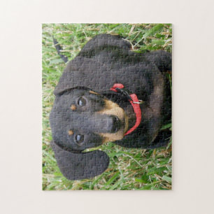 puzzle - Dachshund