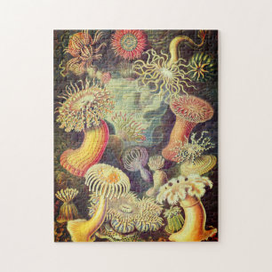 Puzzle d'Actiniae Vintage par Ernst Haeckel