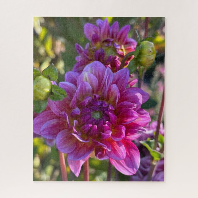 Puzzle Dahlia pourpre, Oakland (Vertical)
