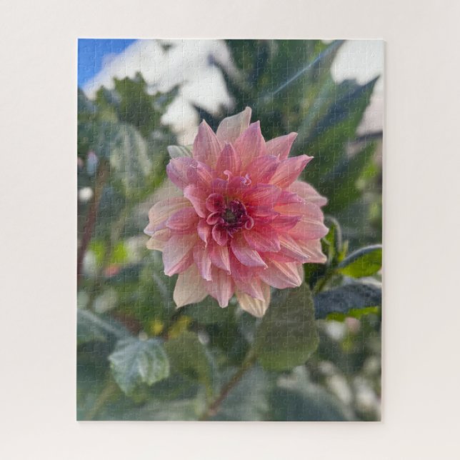 Puzzle Dahlia rose, Palo Alto (Vertical)