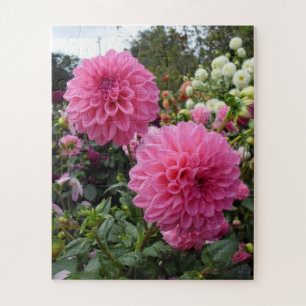 Puzzle Dahlia roses