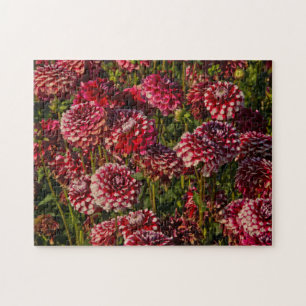 Puzzle Dahlias, ferme dahlia, Canby, Oregon, États-Unis 4