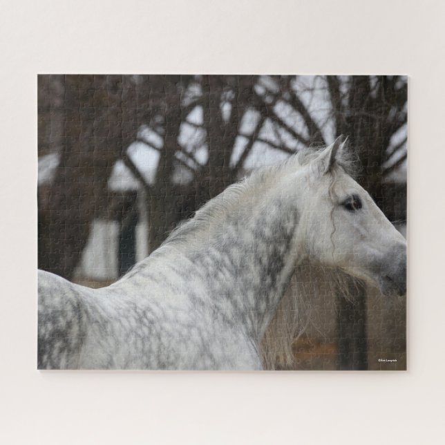 Puzzle Dapple Grey Andalucian Stallion Headshot (Horizontal)