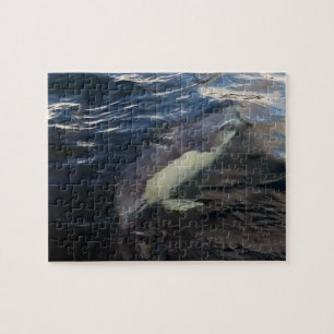 Puzzle Dauphin Commun Natation Océan Photographie Animaux
