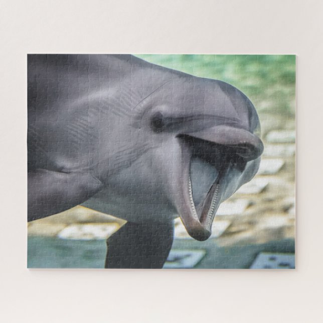 Puzzle Dauphin des images | de Getty (Horizontal)
