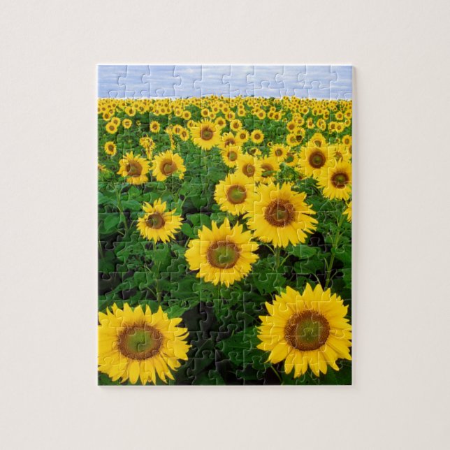 PUZZLE DE 8X10 TOURNESOL CHAMP ET CIEL BLEU (Vertical)