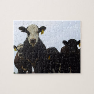 Puzzle de bande de vache