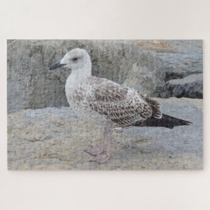 Puzzle de bébé goéland