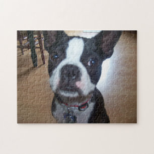 PUZZLE DE BOSTON TERRIER