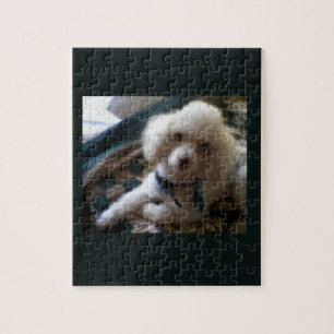Puzzle de caniche blanc