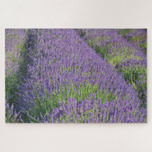 Puzzle de champ Lavande