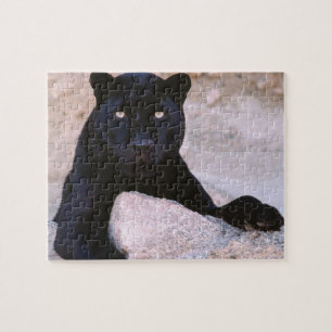Puzzle de chat noir