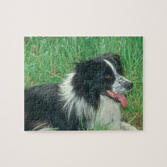 Puzzle de chien de border collie (Horizontal)