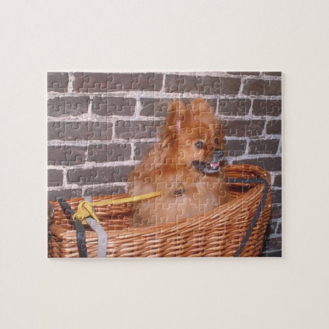 Puzzle de chien de Pomeranian (Horizontal)