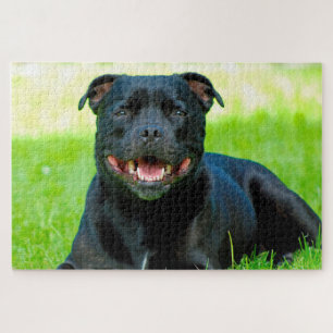 Puzzle de chien Staffordshire Bull Terrier