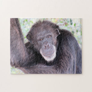 Puzzle de chimpanzé
