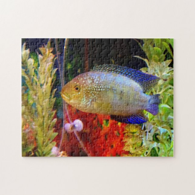 Puzzle de Cichlid de Jack Dempsey (Horizontal)