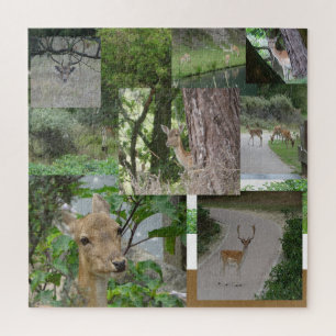 Puzzle de collage : Cerf en jachère