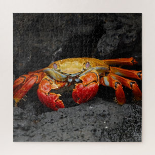 Puzzle de crabe rouge