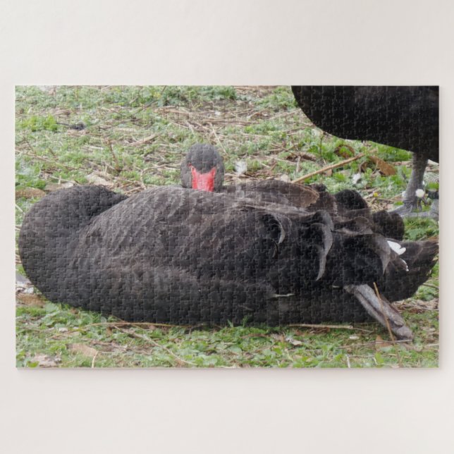 Puzzle de cygne noir (Horizontal)