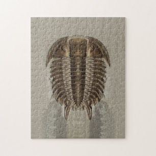 Puzzle de fossile de Trilobite