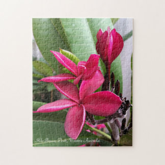 Puzzle de Frangipani : Beauté de Hilo