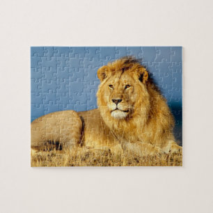 Puzzle de jeu de Lion