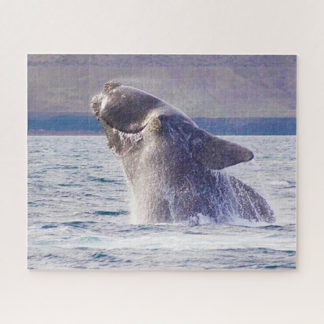 Puzzle de la baleine franche (Horizontal)