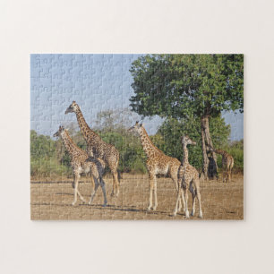Puzzle de la famille Giraffe