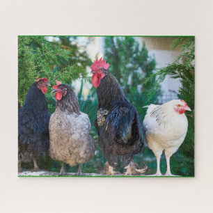 Puzzle de la famille Rooster