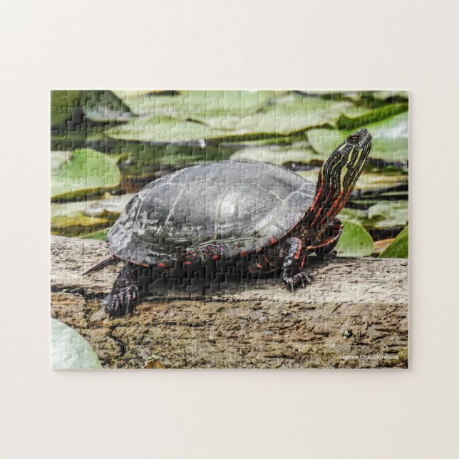 Puzzle de la Tortue Peinte (Horizontal)