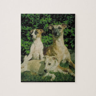 Puzzle de lévrier et de chien de chiots