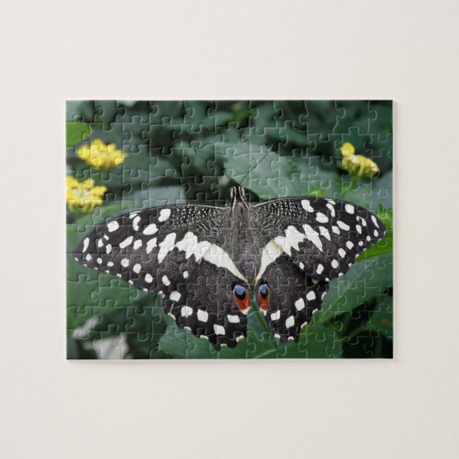 Puzzle de papillon de chaux et de fleurs (Horizontal)