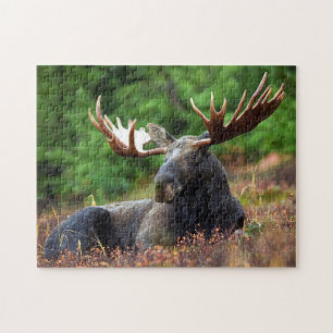 Puzzle de photo de faune d'orignaux