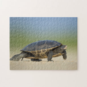 Puzzle de photo rapprochée de tortue / amphibien /