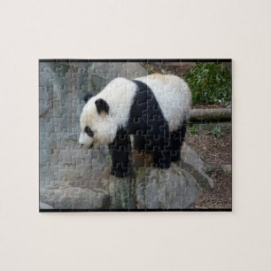 Puzzle de photo réelle Panda Bear Jigsaw
