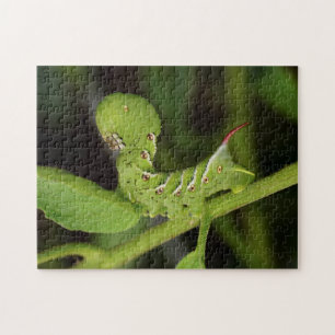 Puzzle de plante de tomate de Hornworm Caterpillar