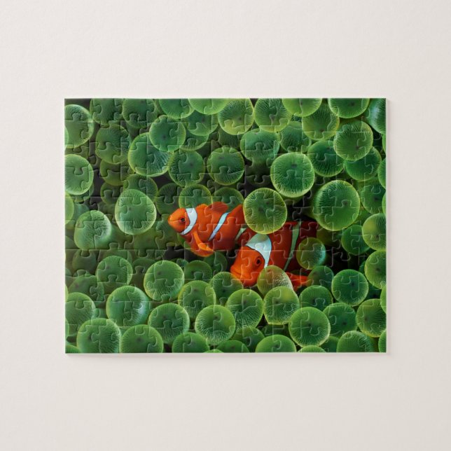 Puzzle de poisson (Horizontal)