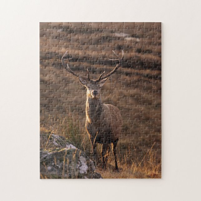 Puzzle de Red Stag (Vertical)