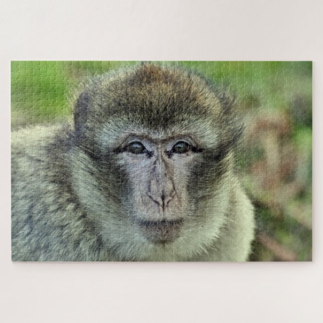 puzzle de singe macaque  (Horizontal)