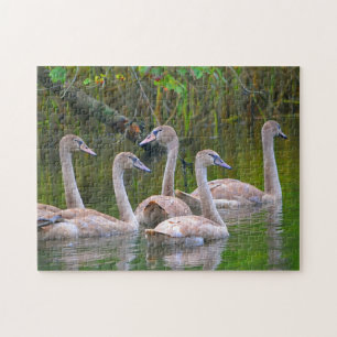 Puzzle de Swan