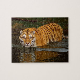 Puzzle de tigre