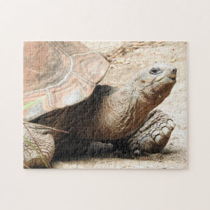 Puzzle de tortue
