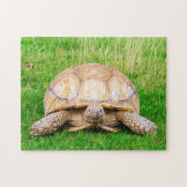 Puzzle de Tortue (Horizontal)