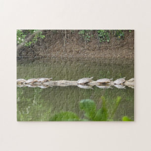 Puzzle de tortues alignées