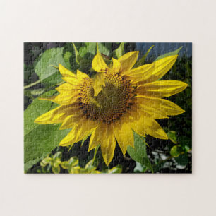 Puzzle de tournesol