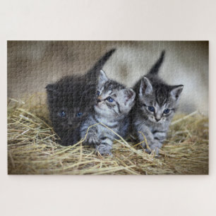 puzzle de trois chatons